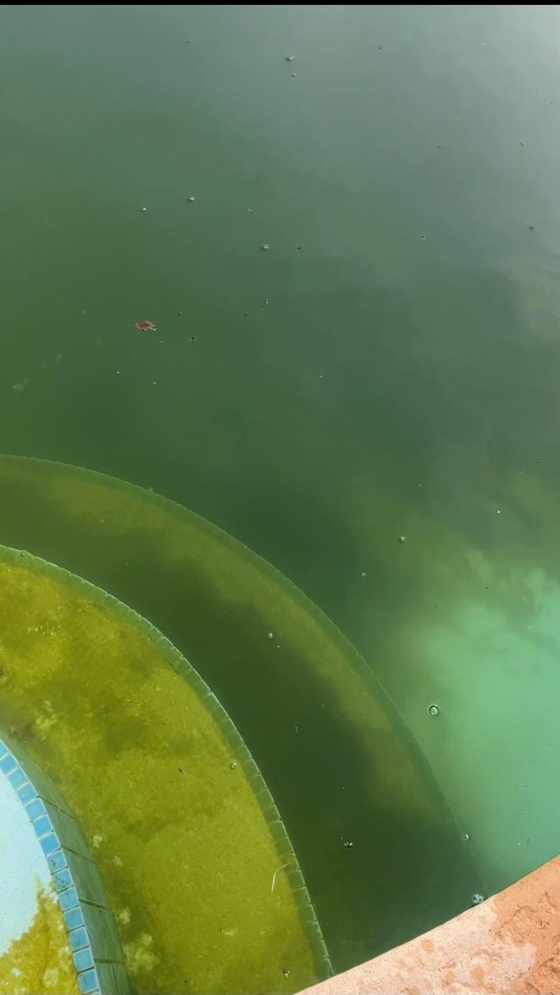 Neglected pool drained, cleaned, and refilled — before